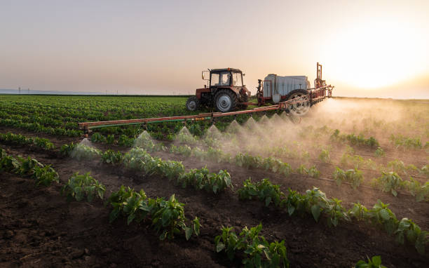 Best Pest Removal Services  in Alto, TX